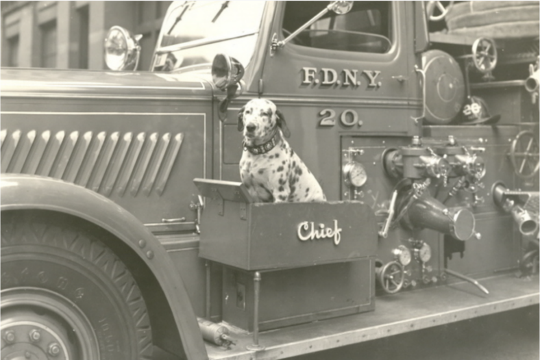 The Spotted Guardians of the Fireline: Dalmatians and the Origins of a Fiery Tradition